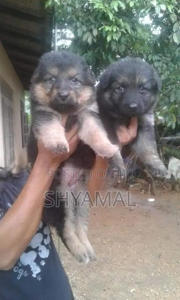 Lion German Shepard Puppies