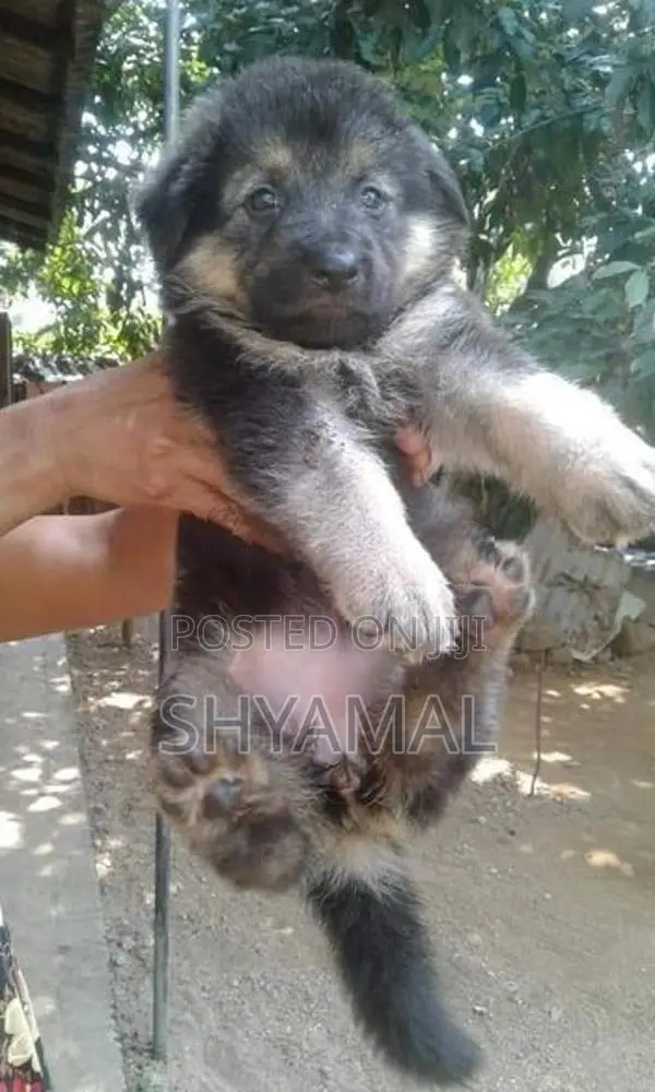 Lion German Shepard Puppies