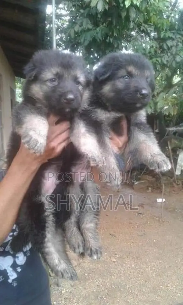 Lion German Shepard Puppies