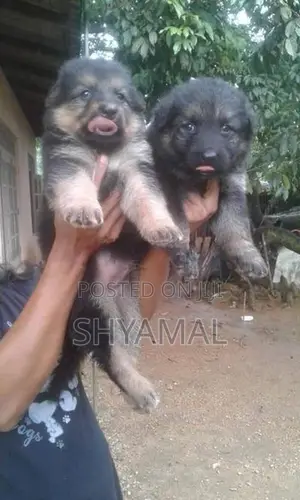 Lion German Shepard Puppies