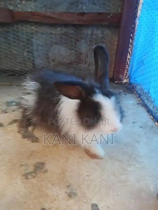 சடை முயல்