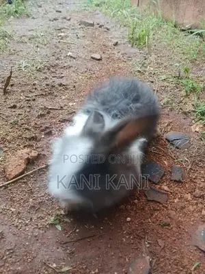 சடை முயல்