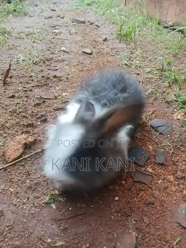சடை முயல்