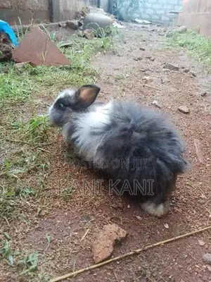 சடை முயல்