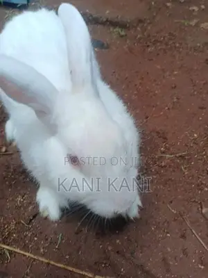 முயல் ஆண்