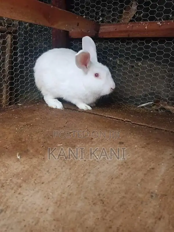 முயல் ஆண்
