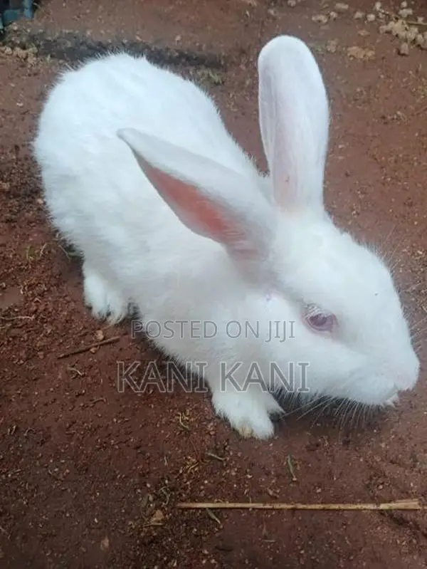 முயல் ஆண்