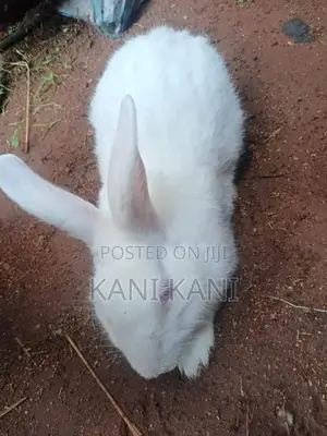 முயல் ஆண்