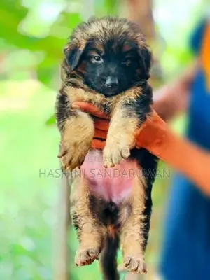 Shepherd Puppies