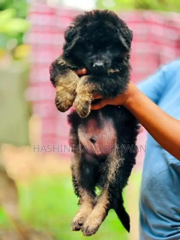 Shepherd Puppies