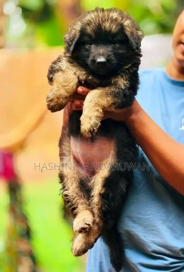 Shepherd Puppies