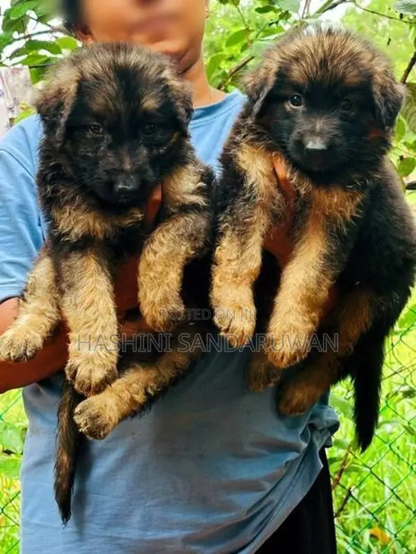 Shepherd Puppies