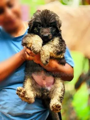 Shepherd Puppies
