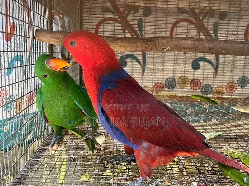 Eclectus Jumbo Bird