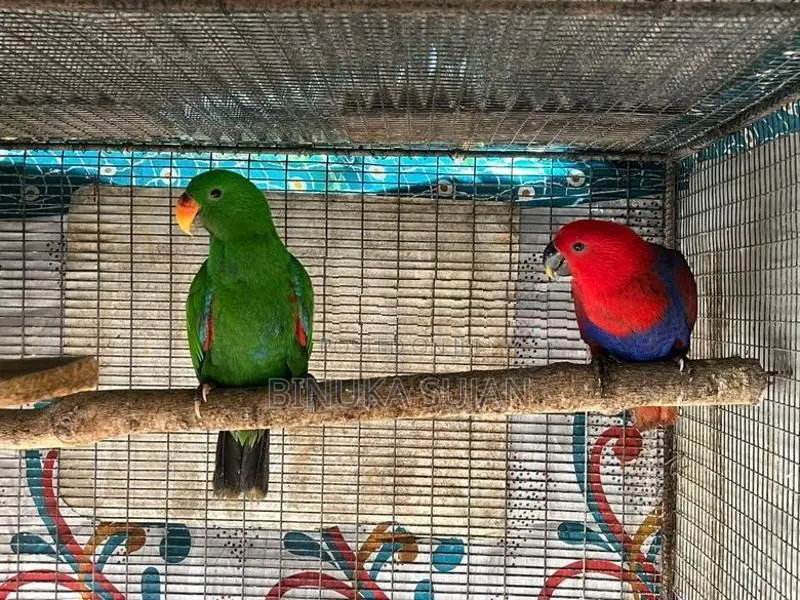 Eclectus Jumbo Bird