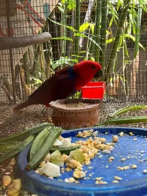 Eclectus Jumbo Bird