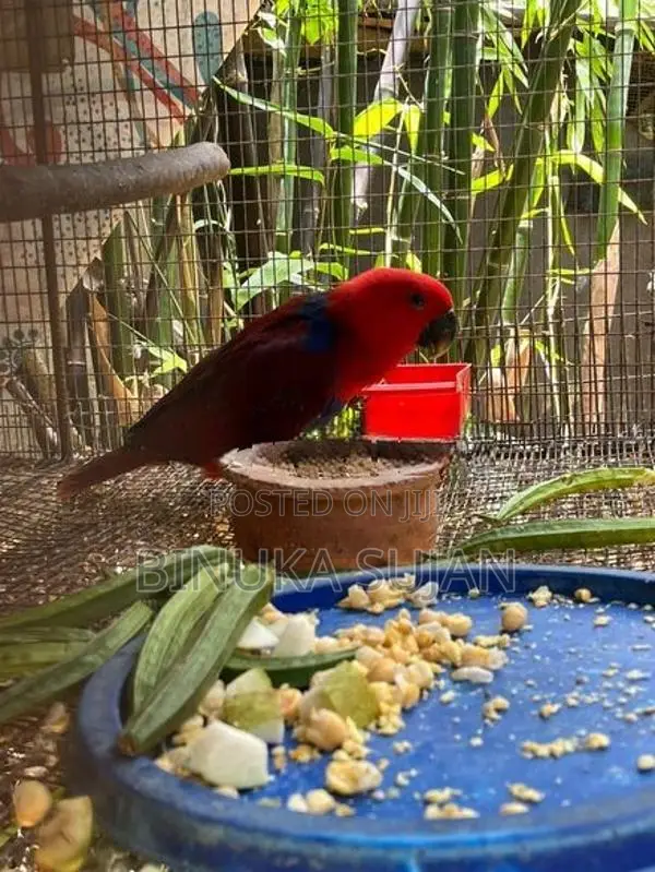 Eclectus Jumbo Bird