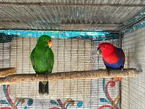 Eclectus Jumbo Bird