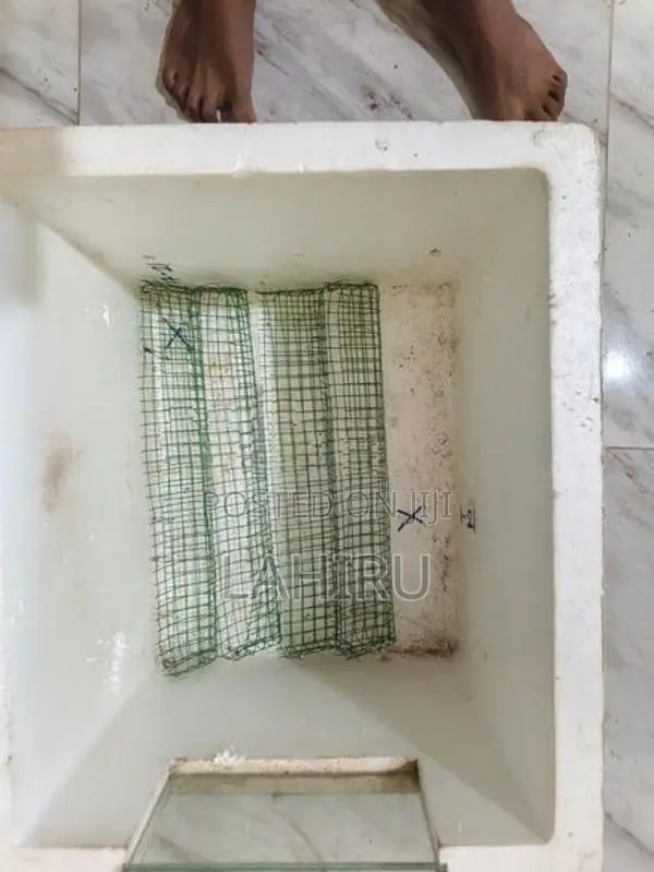 Egg Incubator (50 Eggs Capacity)