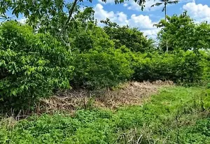 75 Perches of Residential Land for Sale in Hikkaduwa.