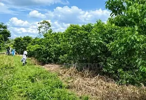 75 Perches of Residential Land for Sale in Hikkaduwa.