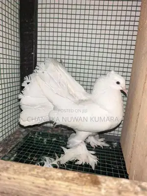 Fantail Pair - Bird