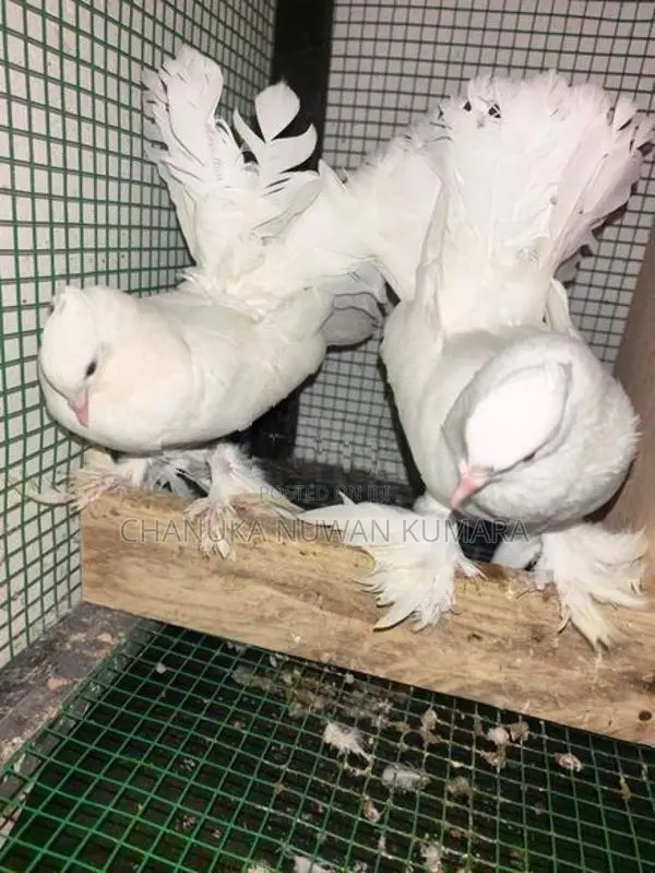 Fantail Pair - Bird
