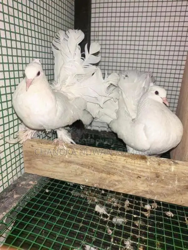 Fantail Pair - Bird