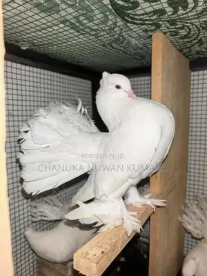 Fantail Pair - Bird
