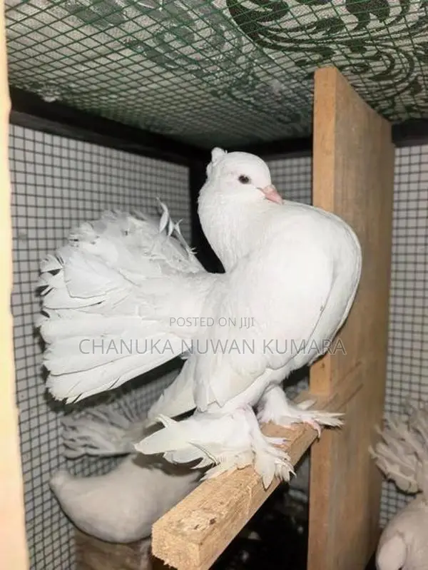 Fantail Pair - Bird