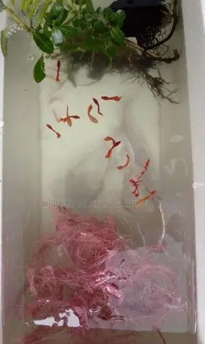 Full Red Albino Guppy