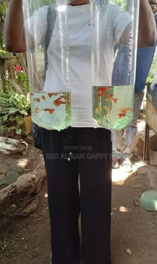 Full Red Albino Guppy