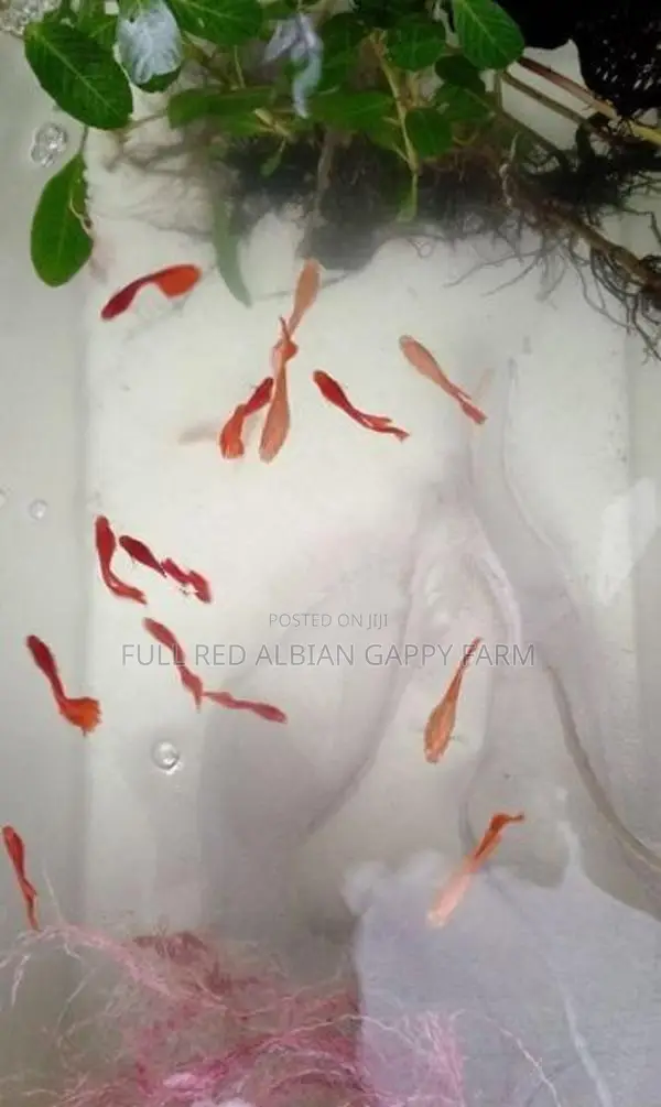 Full Red Albino Guppy