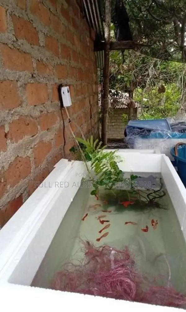 Full Red Albino Guppy