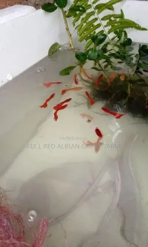 Full Red Albino Guppy
