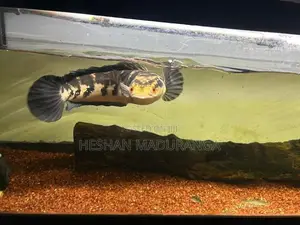 Yellow Sentarum - Fish