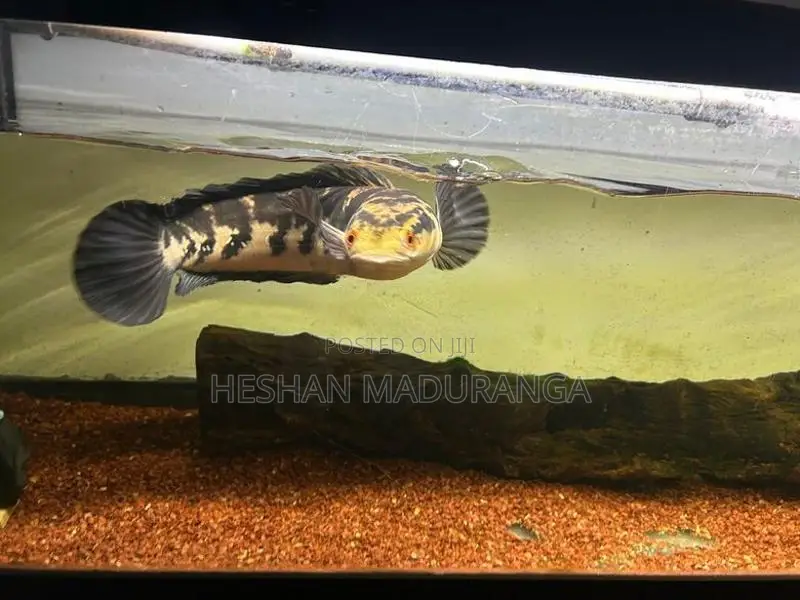 Yellow Sentarum - Fish