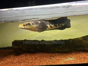 Yellow Sentarum - Fish