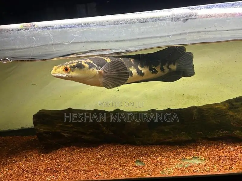 Yellow Sentarum - Fish