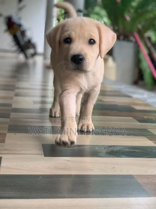 Labrador Puppy