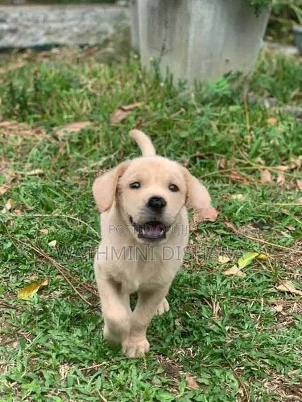 Labrador Puppy
