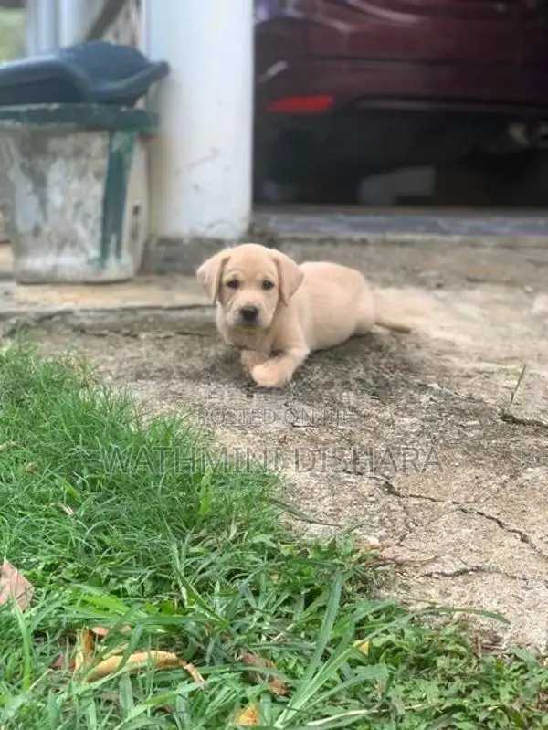 Labrador Puppy