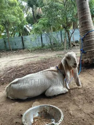 Jamunapari Aadu