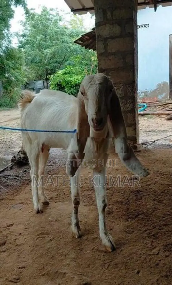 Jamunapari Aadu