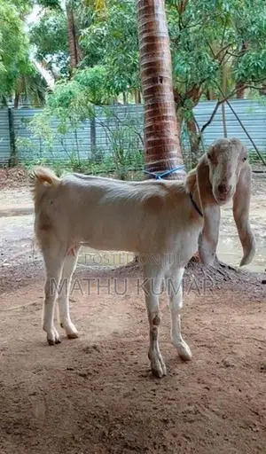 Jamunapari Aadu