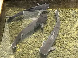 Catfish