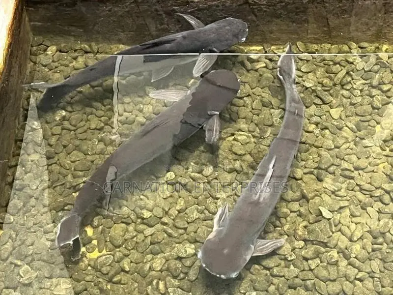 Catfish