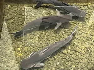 Catfish