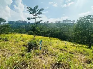 Lands for Sale in Pussellawa