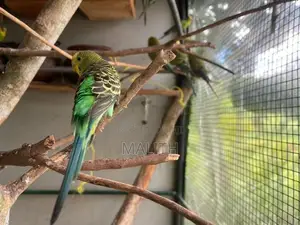 Love Bird